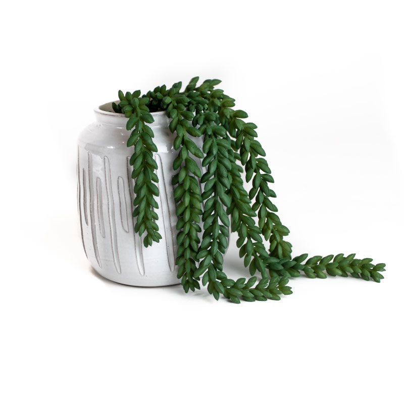 Donkey Tail - Imagen 2